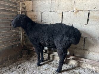 хомяк домашний купить: Продаю | Баран (самец) | На забой, Для разведения | Осеменитель — 2