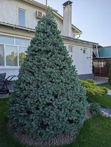 уй емеректер: Голубая ель (Picea pungens ‘Glauca’) — сформированное конусовидное — 2