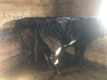 Продаю | Музоо, торпок | Полукровка | На откорм | Привязанные