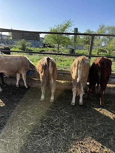 арзан иттер: Сатам | Бука (эркек) | Аргын | Бордоп семиртүү үчүн — 9