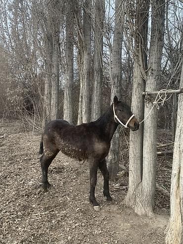 швейцарская кошка: Продаю | Конь (самец), Жеребенок | Для разведения — 2