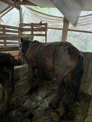 собаки бишкек купить: Продаю | Жеребец | Дончак | Для разведения — 10