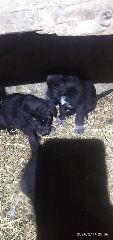 собаки питбуль: Лабрадор-ретривер, 1 месяц, Самка — 10