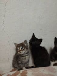 усыпление животных бишкек: Котята в добрые и ответственые руки. Кушают домашнюю еду. Кашку — 14