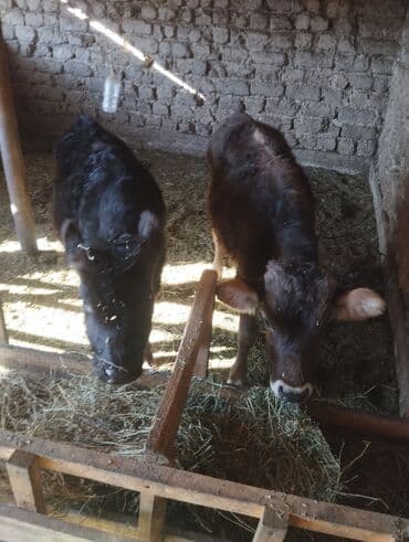 английский кокер спаниель щенок цена: Продаю | Бык (самец), Музоо, торпок | На откорм — 4