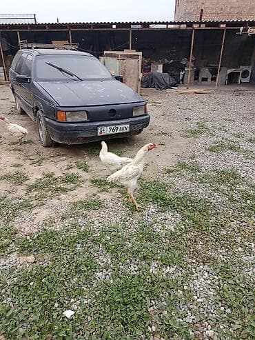 домашние птицы: Продаю | Куры, Петух | Дакан | Для боев — 8