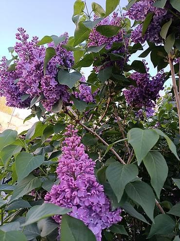 орхидеи фаленопсис: Сирень пурпурно-фиолетовая, крупноцветковая. Большие ветки по 50,100 — 2