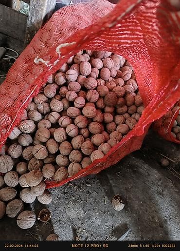 финиковые пальмы: Грецкий орех в скорлупе - Натуральные орехи, собранные вручную. - — 3