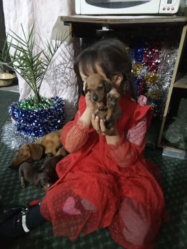 купить чихуахуа мини: Такса, 1 месяц, Самка — 3