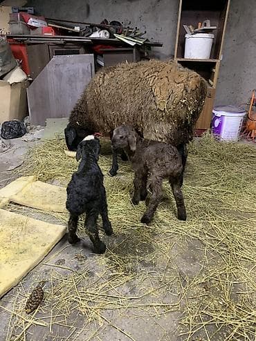 кастрат: Продаю | Овца (самка) | Для разведения | Матка — 8