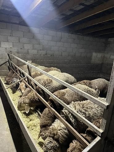 оптом бычки: Продаю | Баран (самец) | На забой — 2