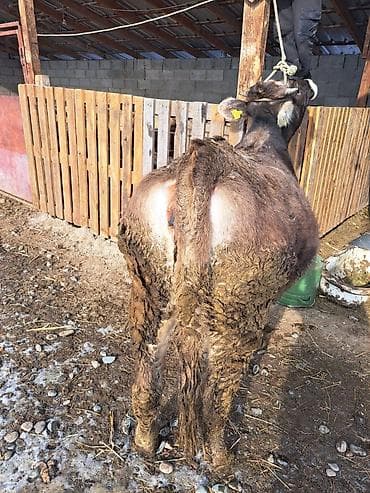 парода корова: Продаю | Тёлка | Для разведения | Нетель — 1