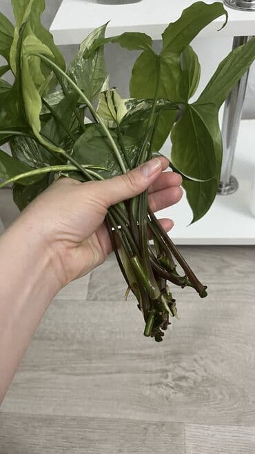 цветы комнатный: Сциндапсус/потос (Epipremnum aureum), черенки для укоренения — 2