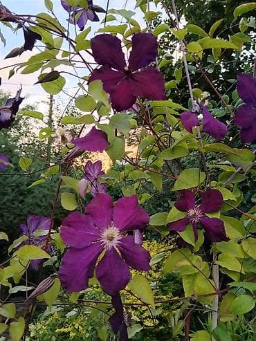 цветочница: Лилейники (Hemerocallis) и декоративные многолетники для сада. - — 5