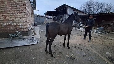 объявления о животных: Продаю | Жеребенок | Полукровка | Для разведения — 3