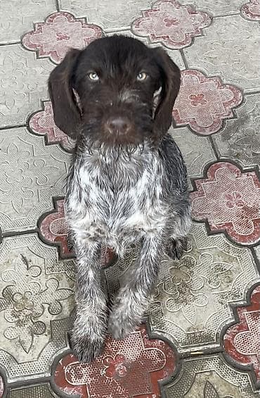 Ит бекер берем: Дратхаар, 5 айлык, Ургаачы, Эмделген — 3