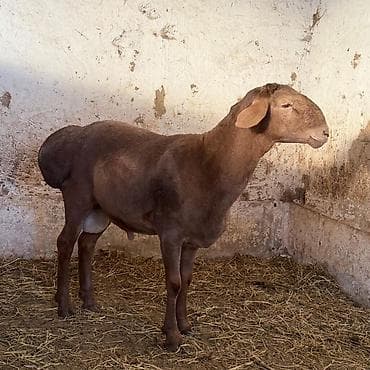 барашки: Продаю | Баран (самец) | Для разведения | Осеменитель — 4