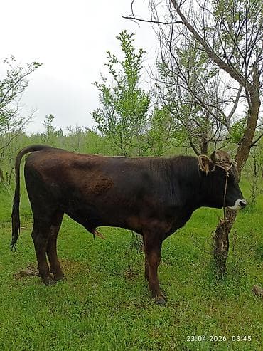 Продаю | Бык (самец) | Для разведения | Осеменитель