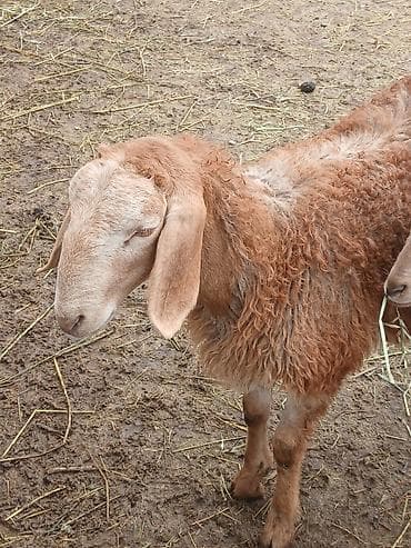 собаки сокулук: Сатам | Козу | Арашан | Көбөйтүү үчүн | Асыл тукумдуу — 4