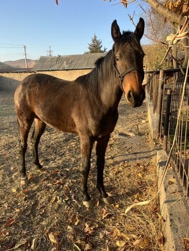 чихуахуа цена: Продаю | Кобыла (самка) | Рабочий | Племенные — 2