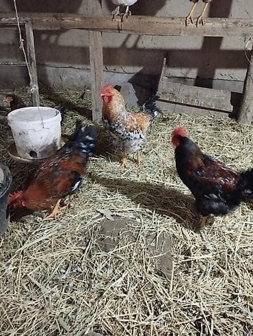 Продаю | Петух | Домашняя | Для разведения