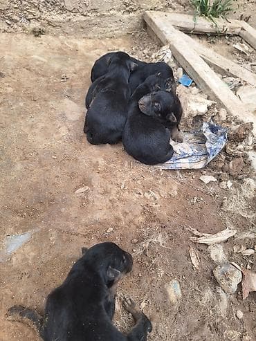 амстафф бишкек: Щенки немецкой овчарки апреля 3 родился - Щенки крепкие, 7000 и 6000 — 6