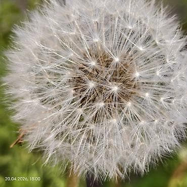 redmi 12pro: Vivo X300, Новый, 256 ГБ, цвет - Белый, 2 SIM — 2