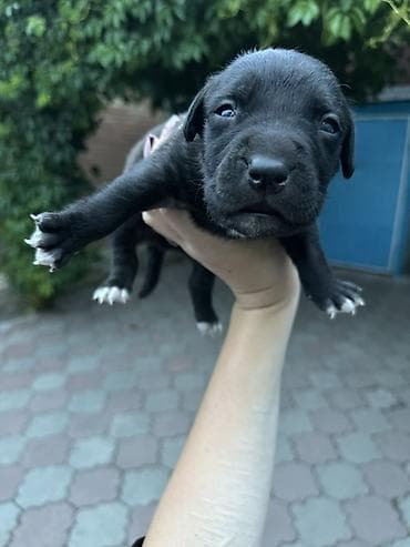 Собаки: 🐶 Продаются щенки породы питбуль 🐶 Предлагаются к продаже красивые — 3