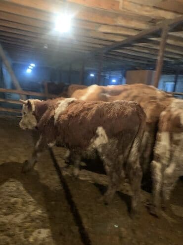 эркек ит: Сатам | Бука (эркек) | Бордоп семиртүү үчүн — 1