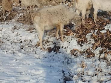 Рыба: Продаю | Коза (самка) | Для разведения — 4