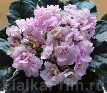 фиалки глоксинии: 🌱🌺🌱 Продаю сортовые ДЕТКИ стандартных фиалок🌱🌺🌱. Цены от 80-150 сом — 4