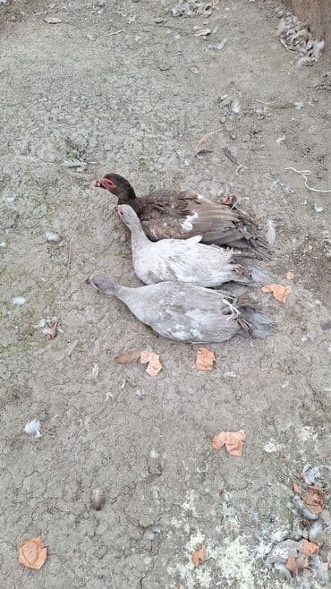 продажа домашних животных: Продаю тяжёлую линию уток.Есть так же гуси порода мамут — 4