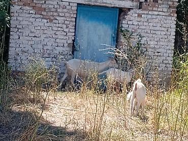 Үй жаныбарлары: Сатам | Эчки (ургаачы) | Аргын | Сүт алуу үчүн — 3