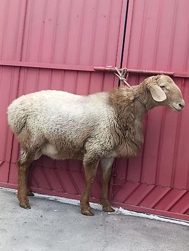 баран самка: Продаю | Баран (самец) | Арашан | Для разведения | Племенные — 2