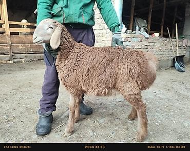 кролики колифорния: Продаю | Ягненок | Арашан | Для разведения | Племенные, Осеменитель — 5