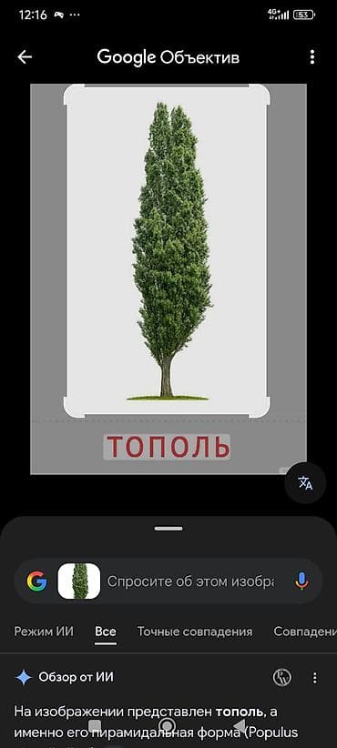 golden life гранатовый сок: Саженцы — 1