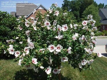 сколько стоят гипсофилы: Саженцы деревьев — 2