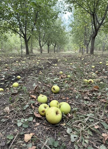 продажа участки и домов бишкек: 6 соток, Красная книга, Тех паспорт, Договор дарения — 1