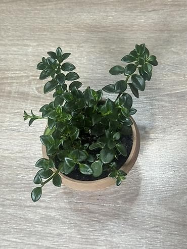 Гипоцирта (Hypocyrta / Nematanthus) — яркий акцент для вашего дома 🌿 — 1