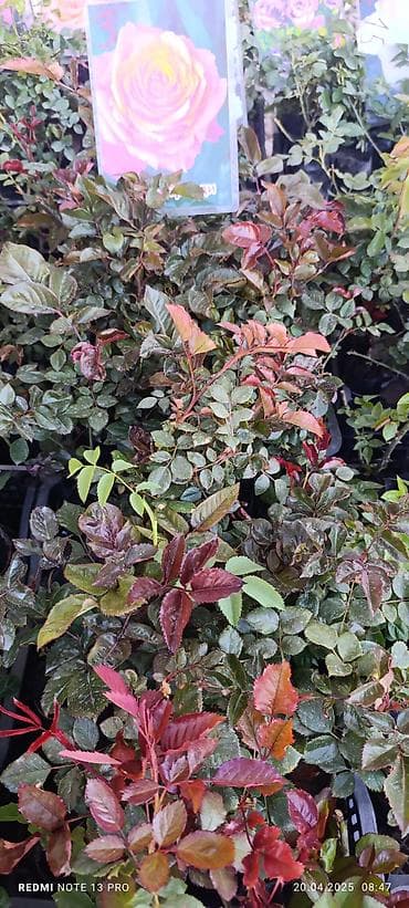 Саженцы цветка: Розы at lalafo.kg Саженцы цветка: Розы