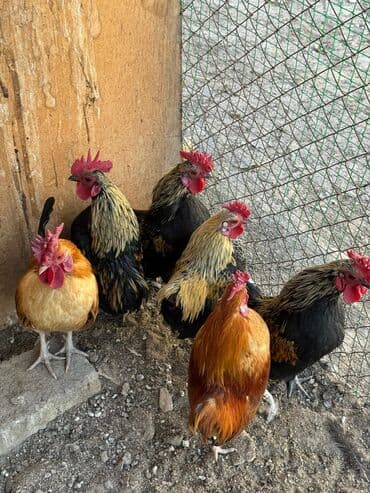 коровы молочные: Продам петухи япошки — 1