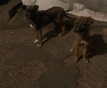 цены на чихуахуа: ЩЕНКИ ОВЧАРКИ Остались только 2 САМОЧКИ (ДЕВОЧКИ ) - крепкие, умные и — 8