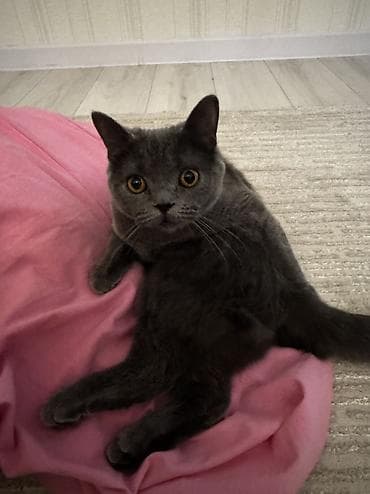 кошка британка: Кошка даром: Британская короткошёрстная, 7 месяцев, Девочка, Приучена к лотку — 2