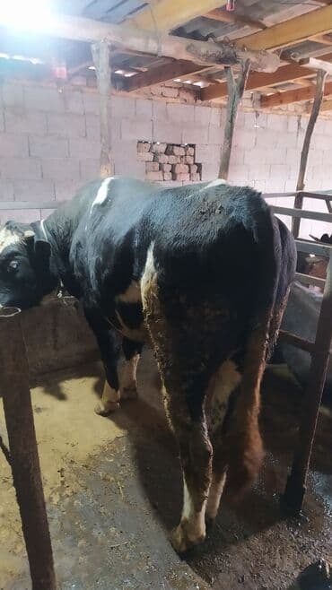 породистые собаки в бишкеке: Продаю | Бык (самец) | Привязанные — 2