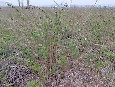 саженцы смородины купить: 1 гектар малина сатылат Геракл 1 гектар клубника бар месни 250000 сом — 1