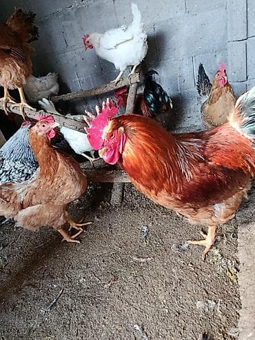 Азык-түлүктөр: Домашние куриные яйца, оплодотворенные - Размер: средние и крупные — 3