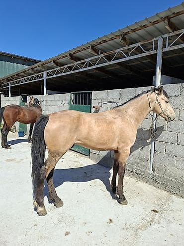 коны: Продаю | Конь (самец), Жеребец | Кара Жорго | На забой | Мерин — 5