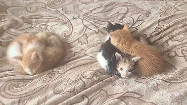 короткошерстная британская кошка: Котята-домоседы, помёт от домашней кошки. Окрас на выбор: - рыжие и — 2