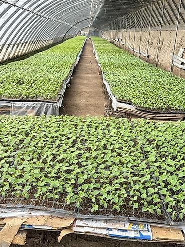 бетон работа: Асаалоому Алейкум Теплицага жумушчулар керек 
Тел — 1