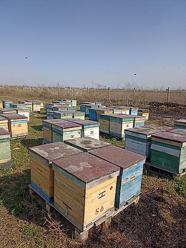 египетские: Продаю пчелы порода бакфаст — 1